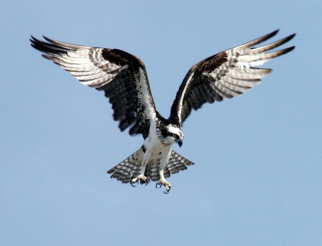 eagle